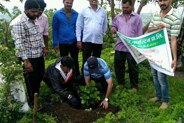 Tree Plantation